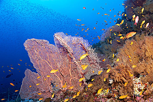 珊瑚礁,繁茂,柳珊瑚目,巨大,海扇,鱼,鱼群,海金鱼,金拟花鲈,红海,埃及,非洲