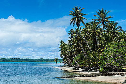 漂亮,白沙滩,棕榈树,岛屿,雅浦岛,密克罗尼西亚