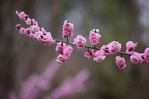 春天,公园里盛开的迎春花,樱花,桃花等