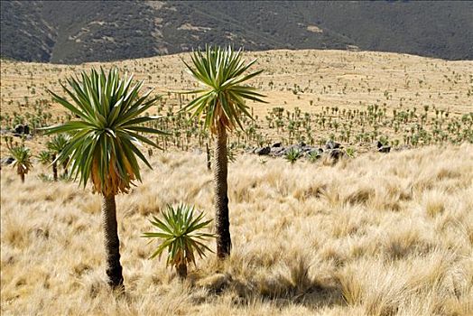 巨大,山梗莱属植物,山峦,国家公园,靠近,埃塞俄比亚