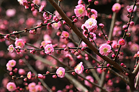 梅花,花朵,梅园,春天,报春