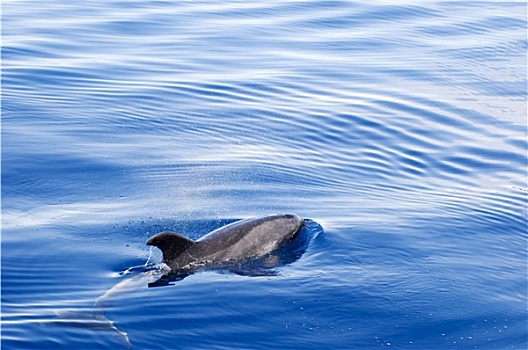 海豚,海洋,表面