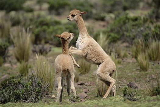 小羊驼,幼兽,打闹,潘帕伽勒拉斯国家保护区,秘鲁