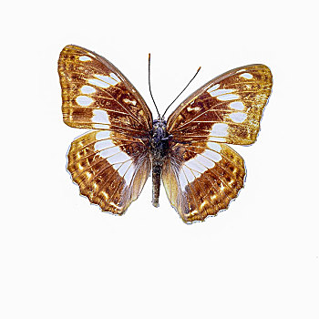 折线蛱蝶蝴蝶标本