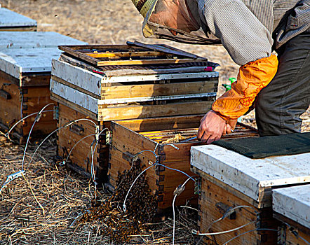 养蜂人在手工采集蜂蜜