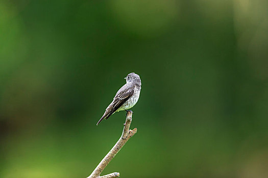 常单独在树冠层枝叶间活动,飞捕空中过往小昆虫的乌鹟鸟