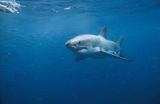 大白鲨,沙鲨属,游动,岛屿,澳洲南部