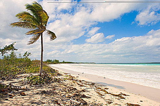 海滩,棕榈树,圣克拉拉,省,古巴,中美洲