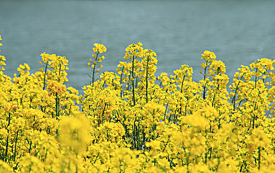 油菜花卉