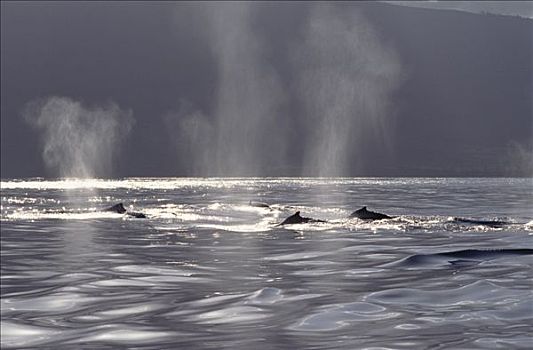 驼背鲸,大翅鲸属,鲸鱼,平面,夏威夷,提示,照相