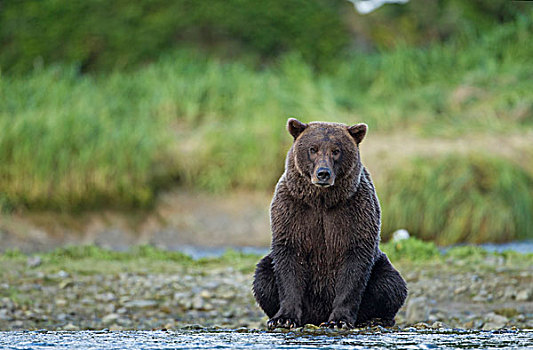 美国,阿拉斯加,卡特麦国家公园,大灰熊,棕熊,坐,三文鱼,蒸汽,靠近,地理,港口