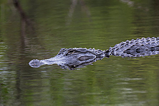 美国短吻鳄,游泳,水中,大沼泽地国家公园,佛罗里达,美国