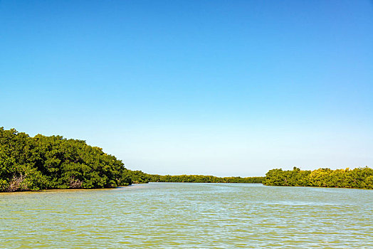 红树林,风景,墨西哥