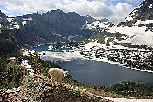 石山羊,雪羊,高山,冰川国家公园,蒙大拿