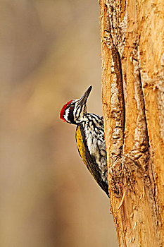 啄木鸟,筑巢地,虎,自然保护区,马哈拉施特拉邦