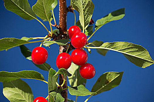 特写,红色浆果,树上,蓝天,卡尔加里,艾伯塔省,加拿大