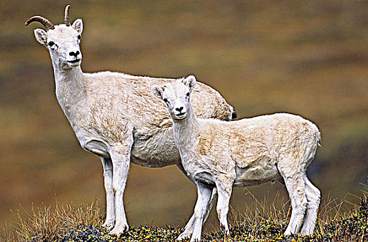 野大白羊,母羊,羊羔,育空地区,加拿大