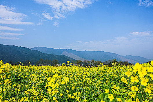 田园风光