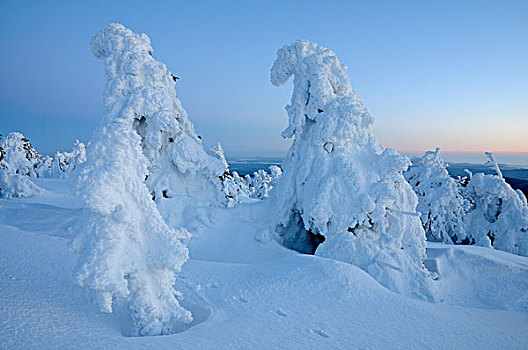 积雪,松树,黃昏,山,布罗肯,哈尔茨山,萨克森安哈尔特,德国,欧洲