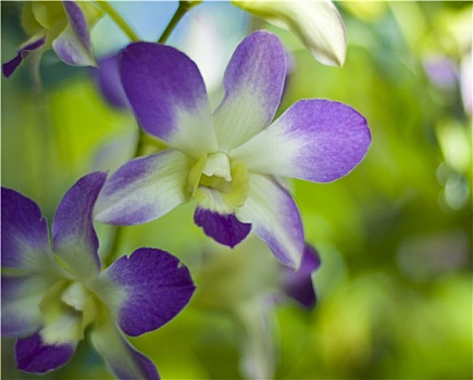 石槲兰,紫色,白色,兰花