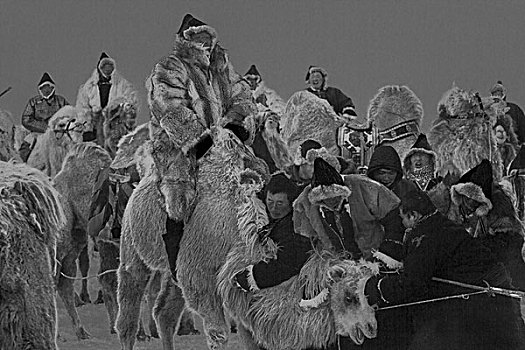 冬天驯骆驼