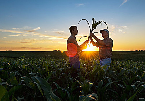 农业,农民,儿子,检查,生长,玉米作物,地点,日落,爱荷华,美国
