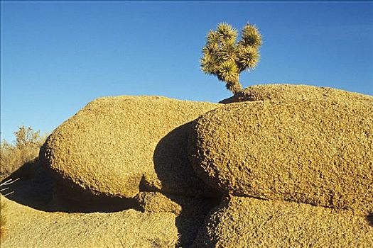 树,花冈岩,石头,约书亚树国家公园,加利福尼亚,美国