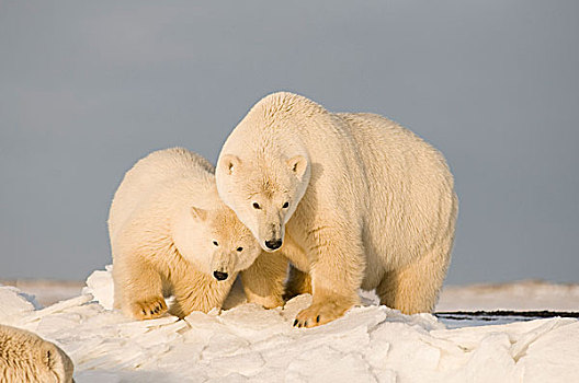 美国,阿拉斯加,北方,斜坡,区域,北极圈,国家野生动植物保护区,北极熊,母熊,幼兽,冰冻,向上