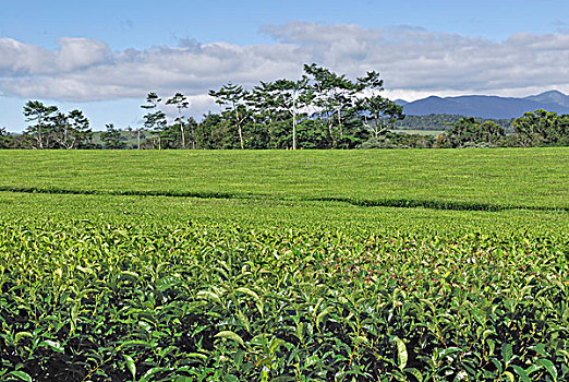 茶,种植园,高原,昆士兰,澳大利亚