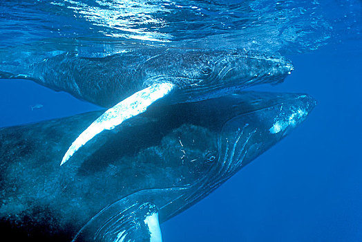 驼背鲸,大翅鲸属,鲸鱼,动物,幼兽,特写,多米尼加共和国,中美洲