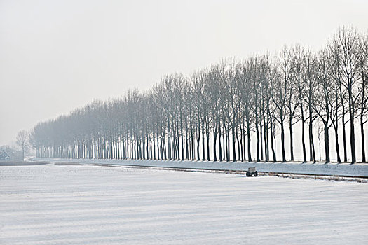手推车,雪中,遮盖,地点,排,树,荷兰