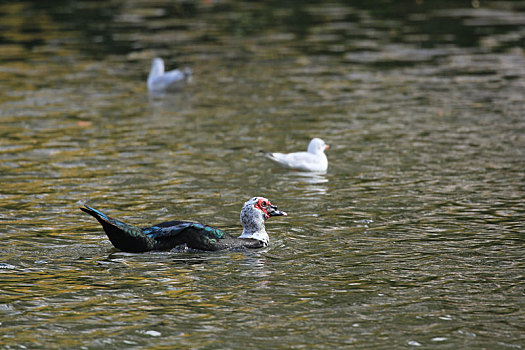 水面上的一只鸭和两只海鸥
