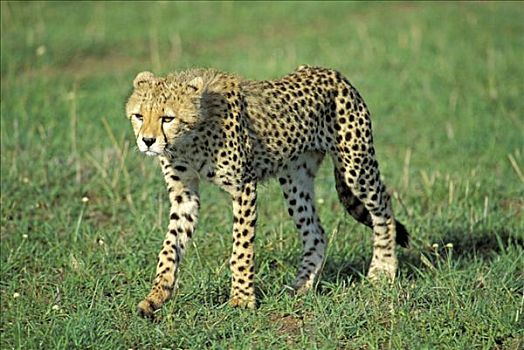 年轻,印度豹,猎豹,马赛马拉,肯尼亚
