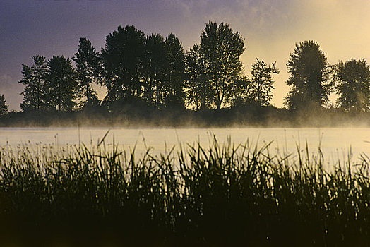 湿地,树,背景,黎明,温哥华岛,不列颠哥伦比亚省,加拿大