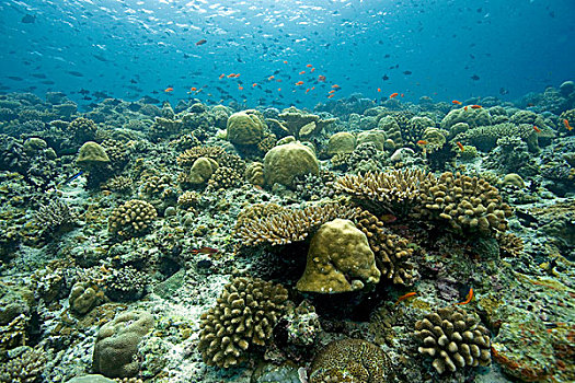 珊瑚,礁石,桌子,强健,鹿角,马尔代夫,印度洋,亚洲