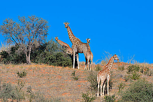 长颈鹿,两个,幼兽,成年人,上面,沙丘,卡拉哈迪,国家公园,北开普,南非,非洲