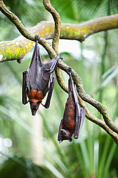两个,狐蝠,蝙蝠,悬挂,倒立,枝条,新加坡动物园,新加坡