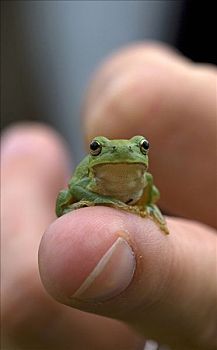欧洲树蛙,无斑雨蛙,坐,手指,法国