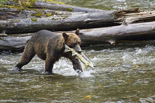 大灰熊,棕熊,三文鱼,溪流,国家公园,阿拉斯加