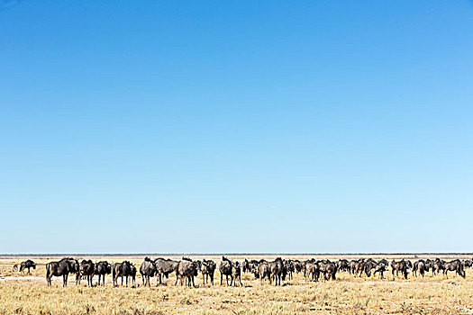 牧群,角马,正面,盐磐,靠近,萨尔瓦多,水潭,埃托沙国家公园,纳米比亚