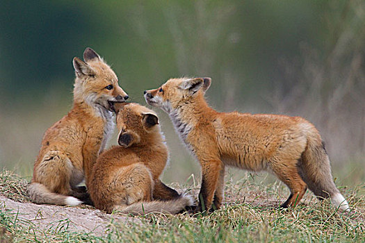 红狐,狐属,巢穴,蒙大拿