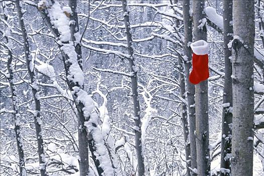 圣诞袜,悬挂,树林,冬天,白杨