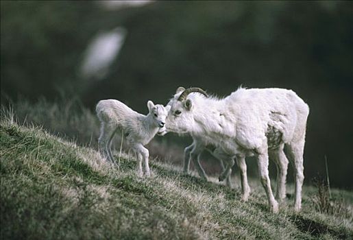 野大白羊,白大角羊,德纳利国家公园和自然保护区,阿拉斯加
