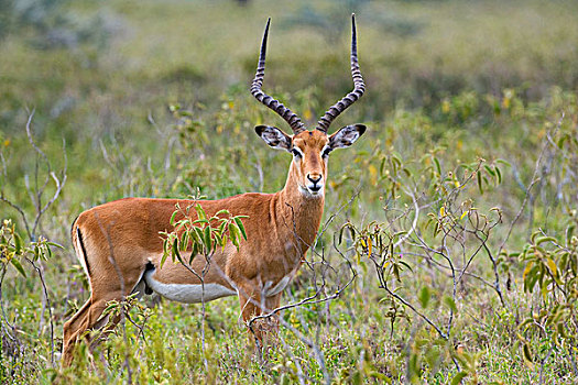黑斑羚,纳库鲁湖国家公园,肯尼亚