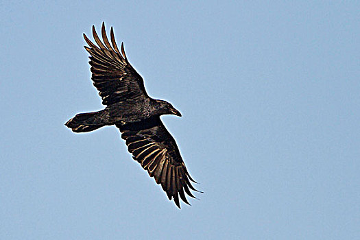 大乌鸦,渡鸦,飞,野生动植物保护区,靠近,索科罗镇,新墨西哥,美国