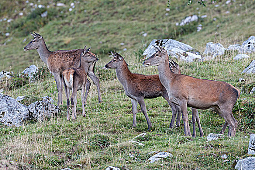 赤鹿,鹿属,鹿,雌性,动物,上奥地利州,奥地利,欧洲