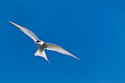 北极燕鸥,蓝天