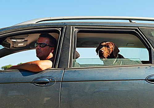 一个,男人,汽车,狗,安达卢西亚,西班牙