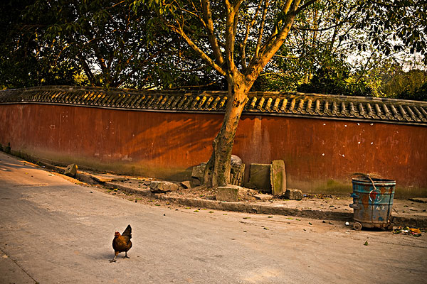 公鸡,街道,重庆,中国