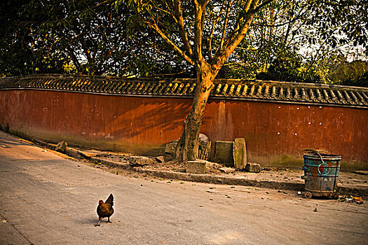 公鸡,街道,重庆,中国